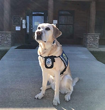 LUCIA III, facility dog