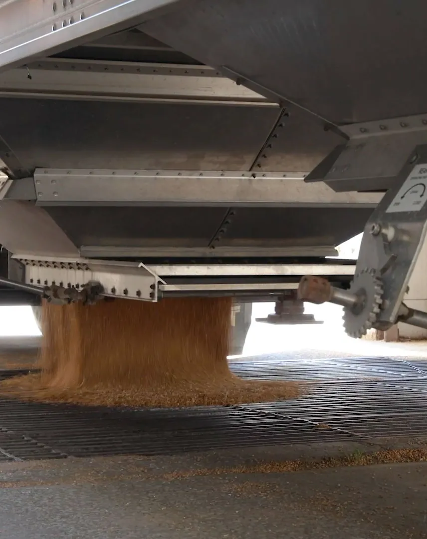 Grain