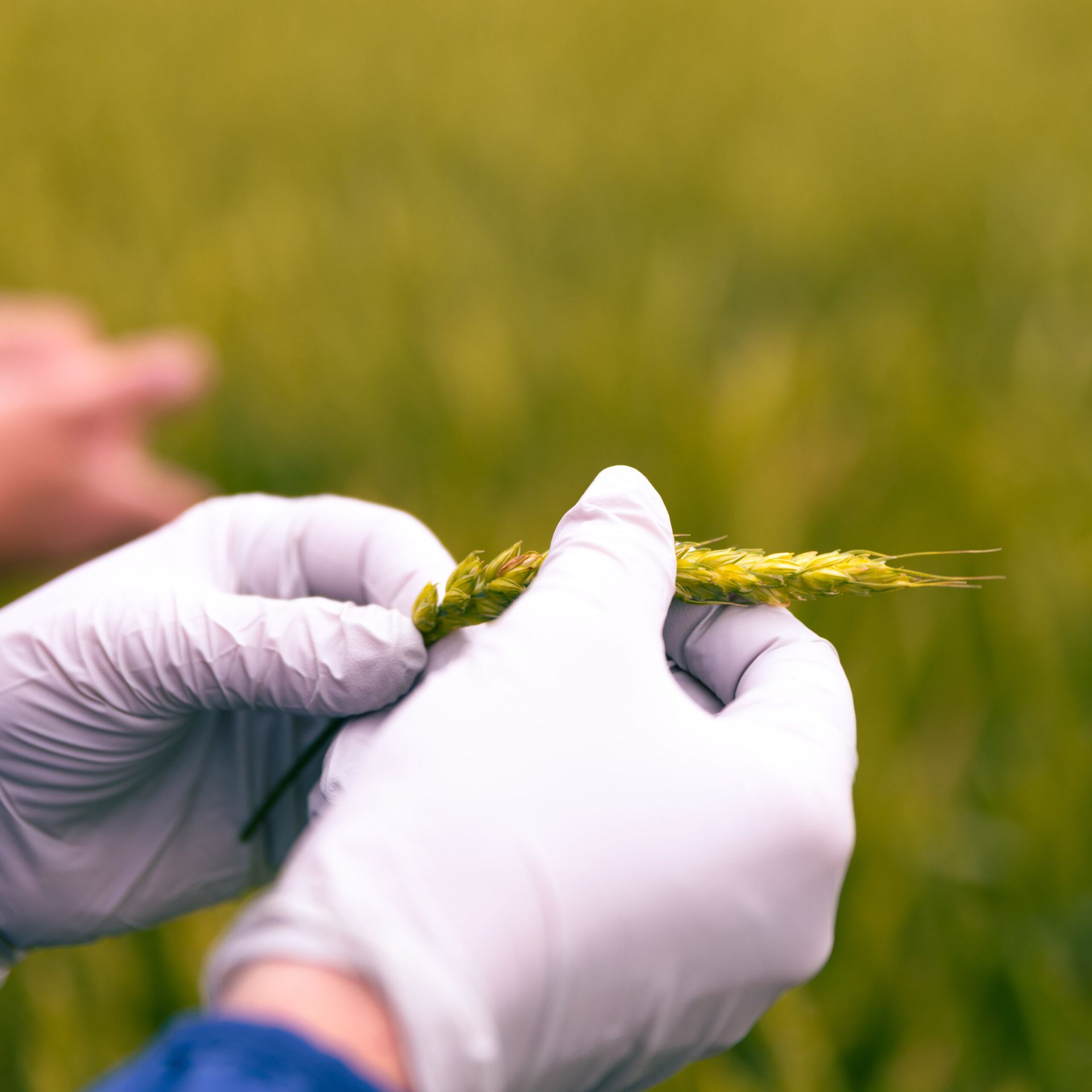 Crop consulting in a wheat field