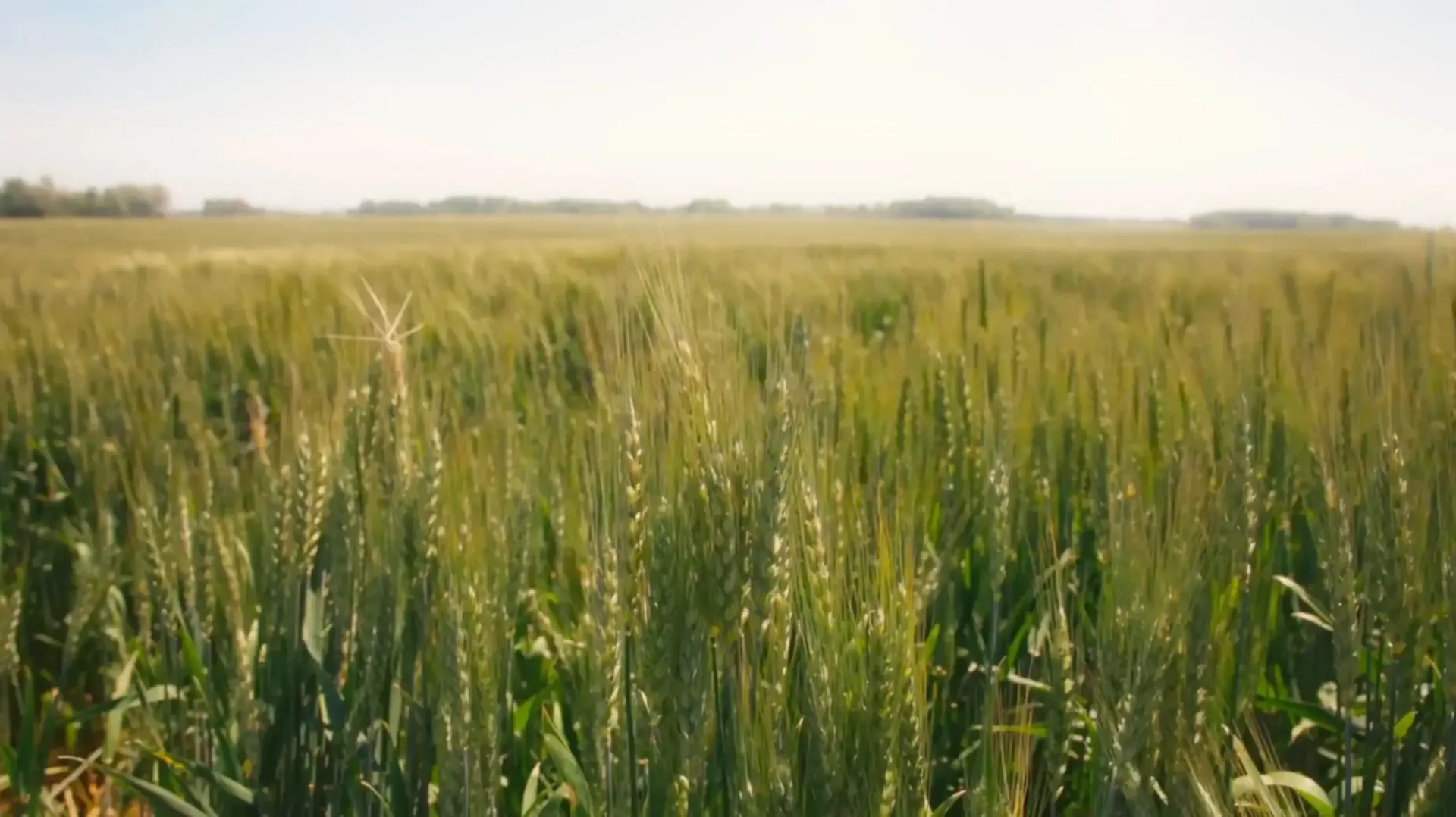 Wheat field at harvest