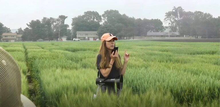 Wheat research at the University of Illinois