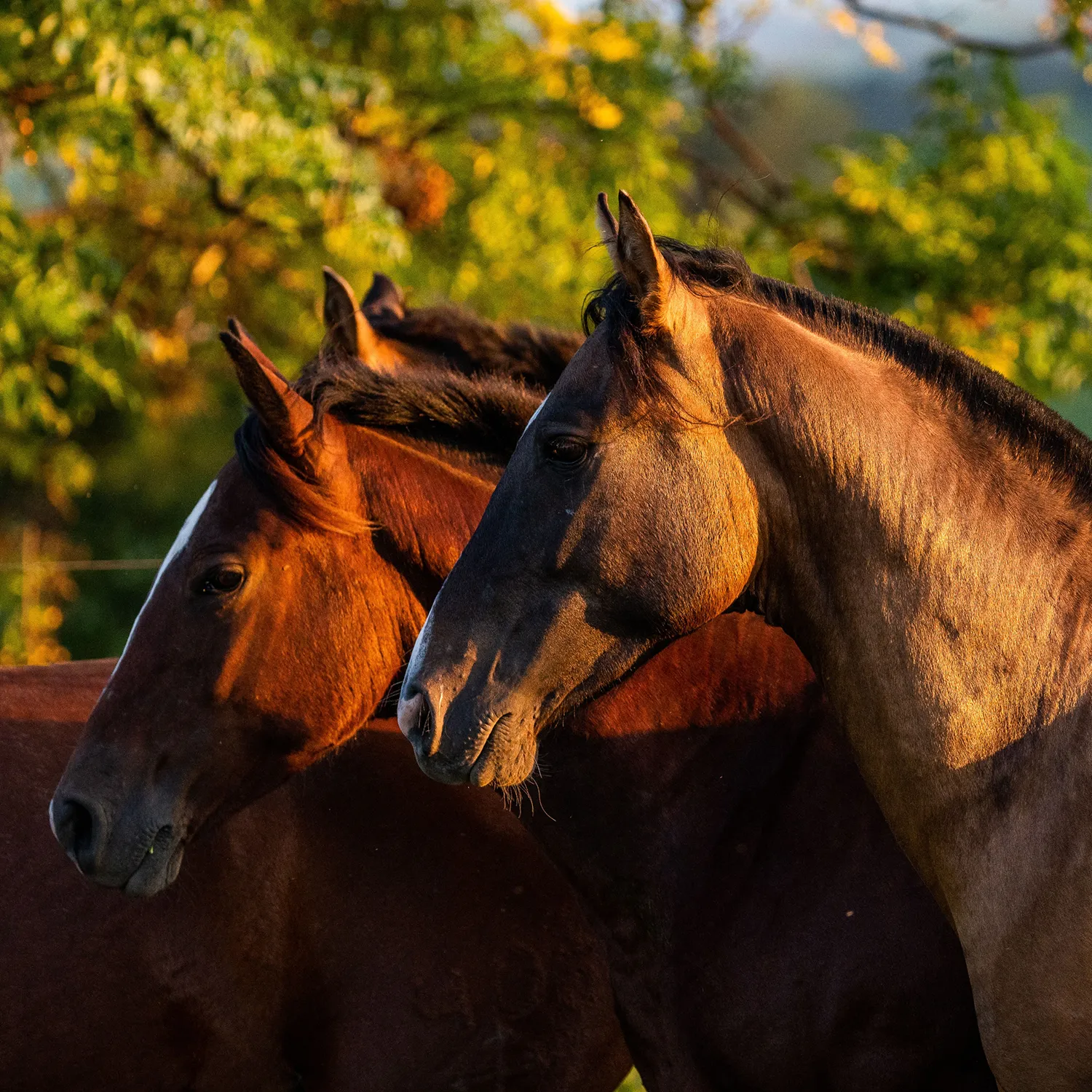 Horses