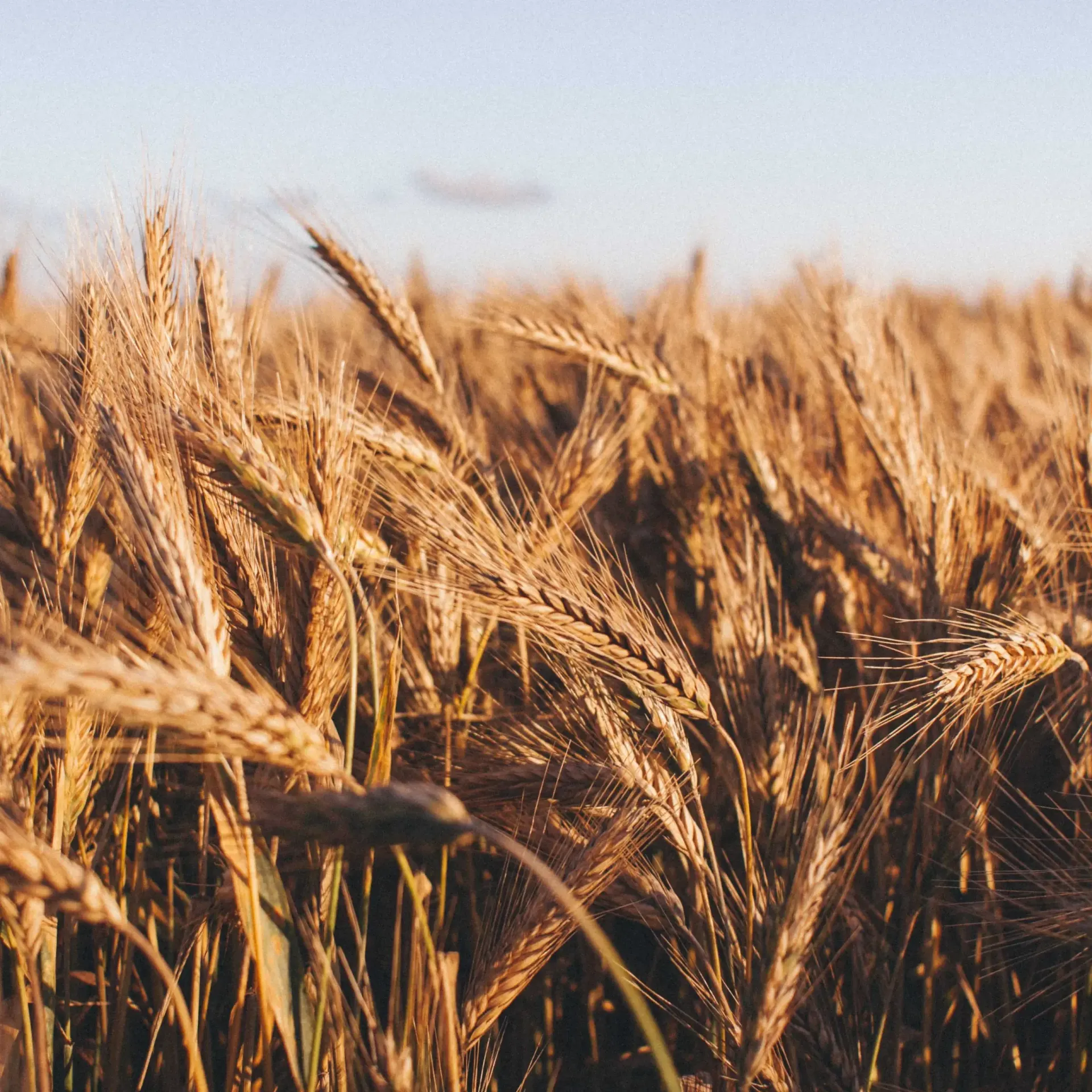 Wheat