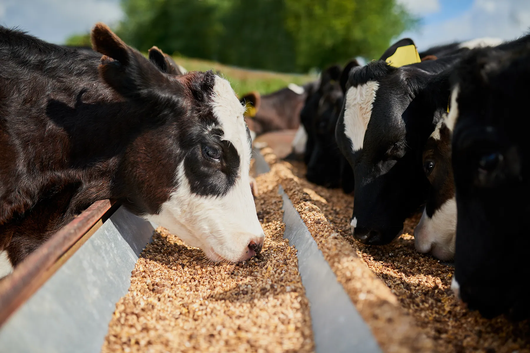 Cows