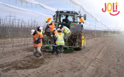 Joli apple commercial growing pilot