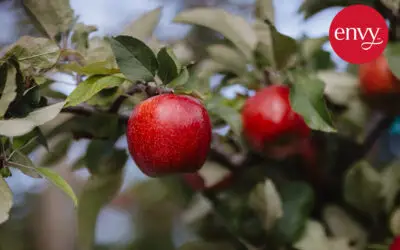 Sandher and T&G cherry export partnership