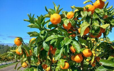 Bumper satsuma season for T&G Fresh