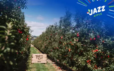 New season New Zealand apples for international markets