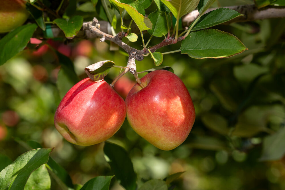 Positive global demand for T&G apples