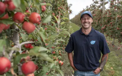 2025 JAZZ apple harvest