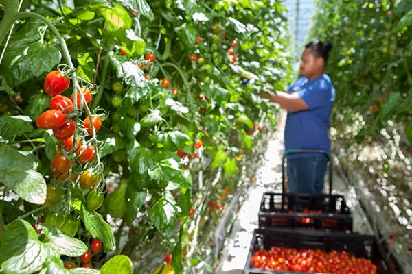 Fresh produce grown by T&G every day