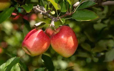 Apples ripening on the branch in a T&G orchard