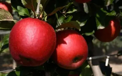 STELLAR apple trees SIVAL award
