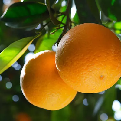 Citrus