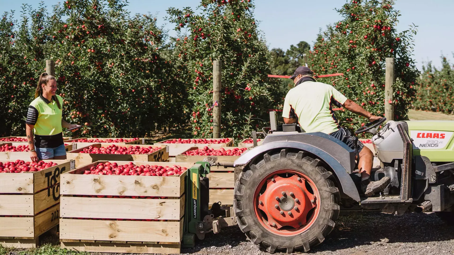 T&G team members harvesting apples in the orchard