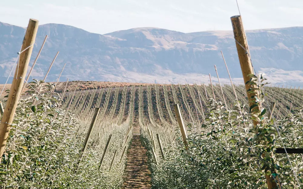 T&G orchards and packhouses across Aotearoa New Zealand