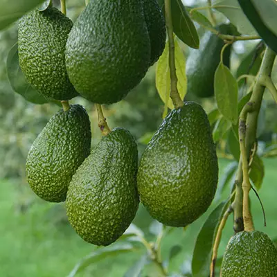 Avocados